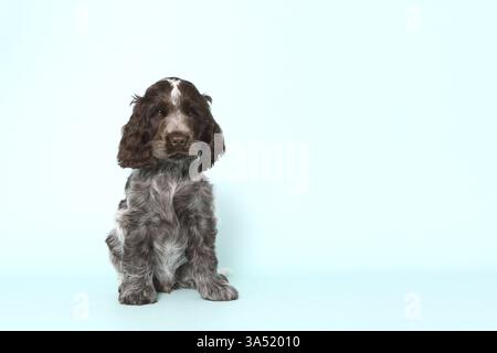 English Cocker Spaniel Puppy Stock Photo
