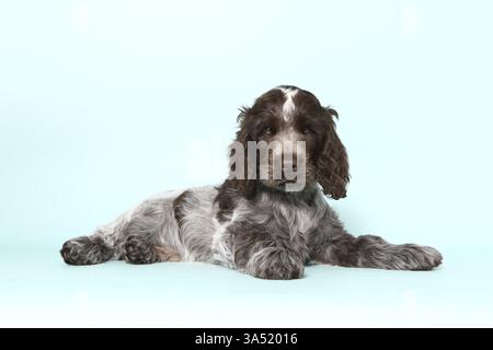 English Cocker Spaniel Puppy Stock Photo