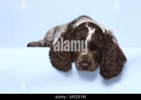 English Cocker Spaniel Puppy Stock Photo