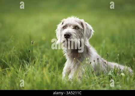 Wire-haired Pointing Griffon Stock Photo