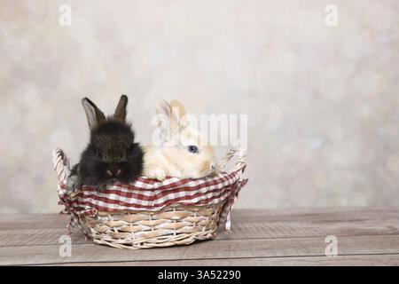 young rabbits Stock Photo