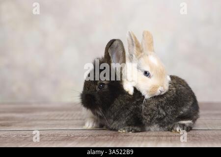 young rabbits Stock Photo