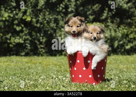 Sheltie Puppies Stock Photo