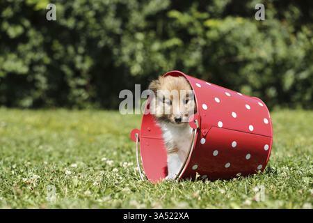 Sheltie Puppy Stock Photo