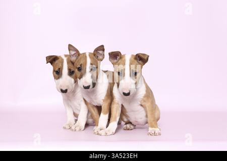 Miniature Bull Terrier Puppies Stock Photo - Alamy