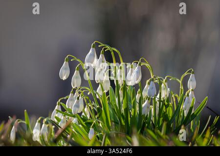 First white snowdrop flowers in the park. Early spring flower snowdrop (Galanthus). One of the first signs of spring. March nature garden. Close up. Stock Photo