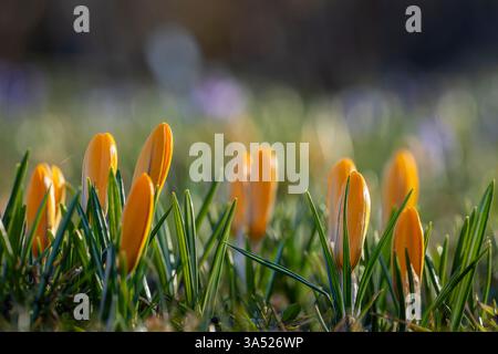 Yellow closed crocus flowers in spring on a meadow. Abstract floral background, yellow crocus flowers. Macro flowers backdrop for brand design. Stock Photo