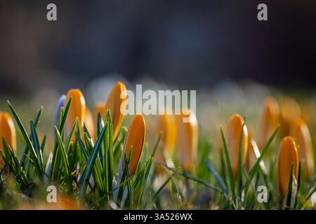 Yellow closed crocus flowers in spring on a meadow. Abstract floral background, yellow crocus flowers. Macro flowers backdrop for brand design. Stock Photo
