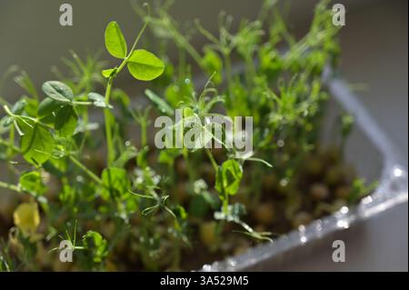 Pea sprouts, growing microgreens in a transparent tray with linen rug. Morning sunlight. Close up. Growing at home on a windowsill. Organic, vegan Stock Photo
