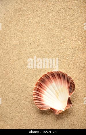 Big natural seashell on the summer beach in golden sand. Sandy background. Tropic beach concept. Stock Photo