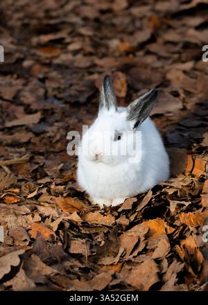 A fluffy white bunny sitting in fallen leaves, vertical Stock Photo