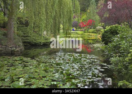 A pond covered by leaves of a lily and surrounded by blossoming bushes and weeping willows Stock Photo