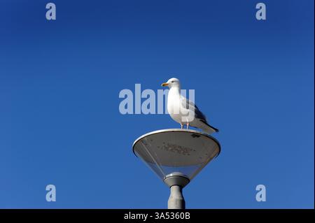 SEAGULL STANDING ON STREET LIGHT RE GULLS ATTACKS PESTS TOURISTS BIRDS MESS ETC UK Stock Photo