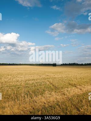 Rural landscape with wheat field after harvesting Stock Photo - Alamy