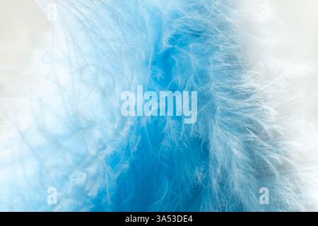 Blue and white feathers close up Stock Photo