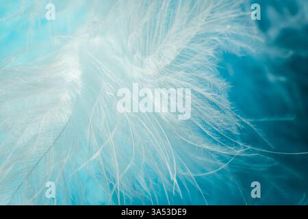 Blue and white feathers close up Stock Photo