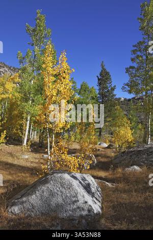 Amazingly beautiful autumn landscape - trees with colorful foliage and large rocks - boulders in the bright yellow grass Stock Photo