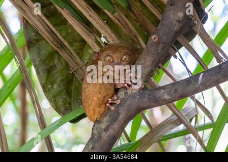 Tarsier on a tree in the Philippines Stock Photo - Alamy