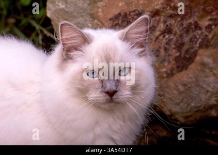 Ragdoll Cat, Australia. Stock Photo