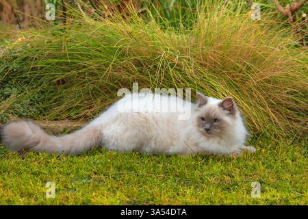 Ragdoll Cat, Australia. Stock Photo