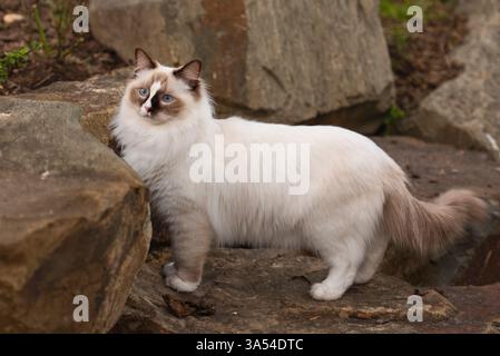 Ragdoll Cat, Australia. Stock Photo
