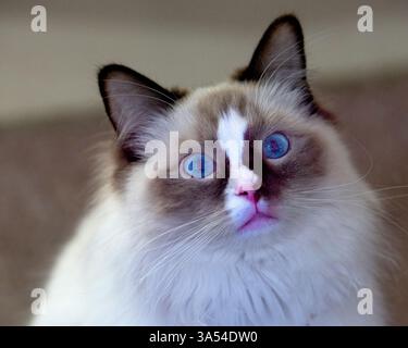 Ragdoll Cat, Australia Stock Photo - Alamy
