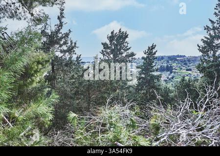 A forested hillside with tall pine trees overlooking a valley, offering a scenic panoramic view of greenery and distant landscapes. Stock Photo