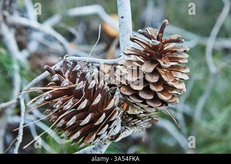 A close-up of pinecones and green pine needles on a branch, showing intricate textures and natural details of the forest. Stock Photo