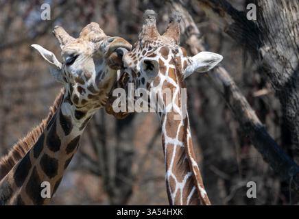 Affectionate Giants – Giraffes Showing Love Stock Photo