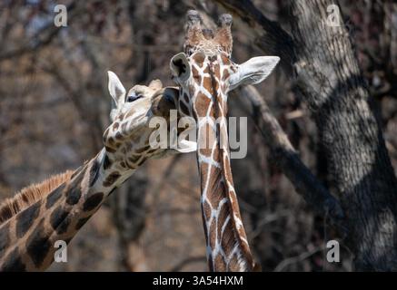 Affectionate Giants – Giraffes Showing Love Stock Photo
