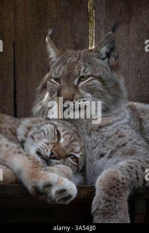 Portrait and close-up of a medium-sized sleepy wild cats the Eurasian lynx (lynx lynx) resting in enclosure on a sunny day. Macro side view. Wild cat Stock Photo