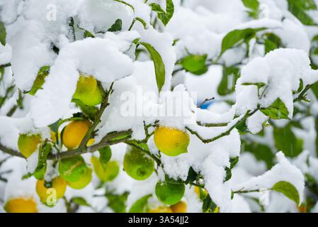 Detail of an lemon tree under a thick layer of snow Stock Photo