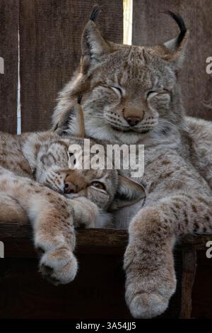 Portrait and close-up of a medium-sized sleepy wild cats the Eurasian lynx (lynx lynx) resting in enclosure on a sunny day. Macro side view. Wild cat Stock Photo