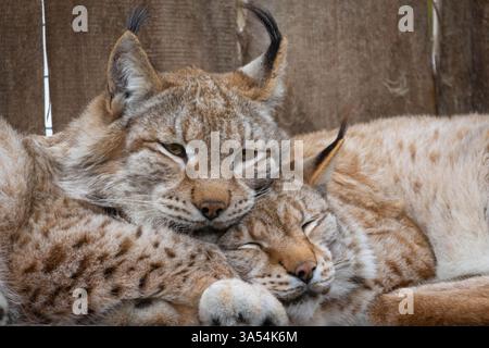 Portrait and close-up of a medium-sized sleepy wild cats the Eurasian lynx (lynx lynx) resting in enclosure on a sunny day. Macro side view. Wild cat Stock Photo
