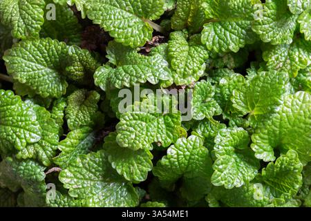Close-up of a lemon balm herb plant leaves background backdrop. Natural herbal medicinal plant concept. Stock Photo