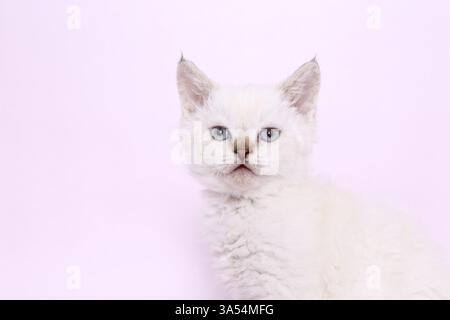 Selkirk Rex kitten Stock Photo