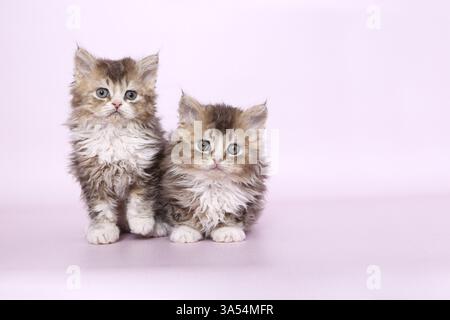 Selkirk Rex kitten Stock Photo