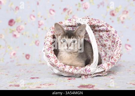 Abyssinian Kitten Stock Photo