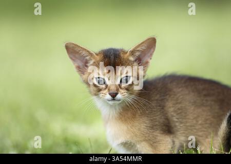Abyssinian Kitten Stock Photo