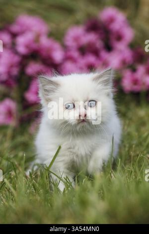 Ragdoll Kitten Stock Photo
