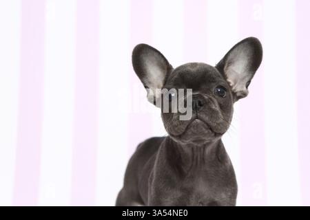 French Bulldog Puppy Stock Photo
