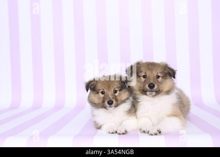 Sheltie Puppies Stock Photo