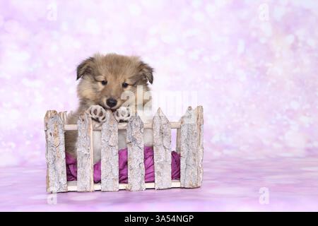 Sheltie Puppy Stock Photo