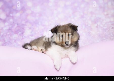 Sheltie Puppy Stock Photo