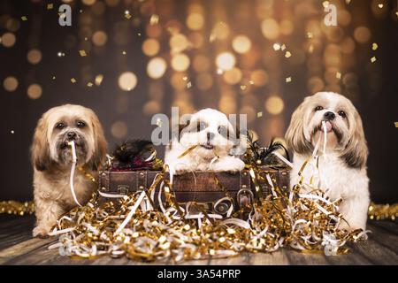 mongrels Stock Photo
