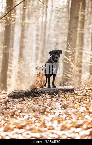 2 mongrels Stock Photo