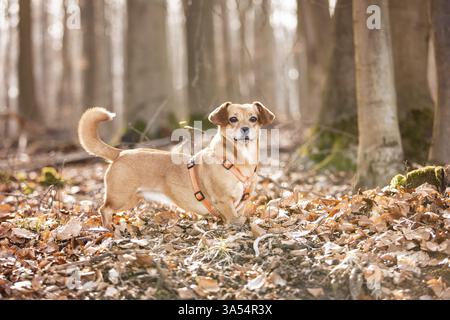 Dachshund-Mongrel Stock Photo