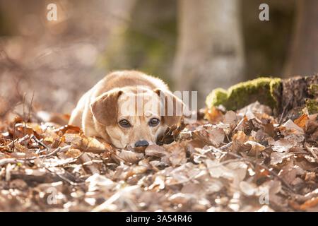 Dachshund-Mongrel Stock Photo