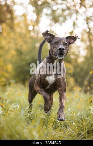 Podenco-Mongrel Stock Photo