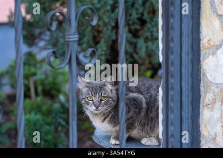 Urban Rest – Gray Cat on Metal Bin Behind Forged Door Stock Photo